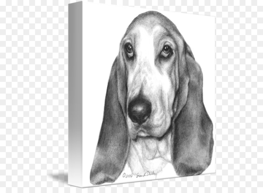 Basset Hound，Raza De Perro PNG