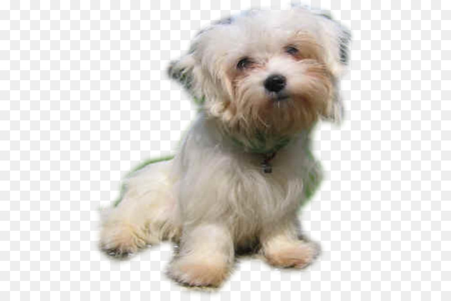 Perro Maltés，Havanese Perro PNG