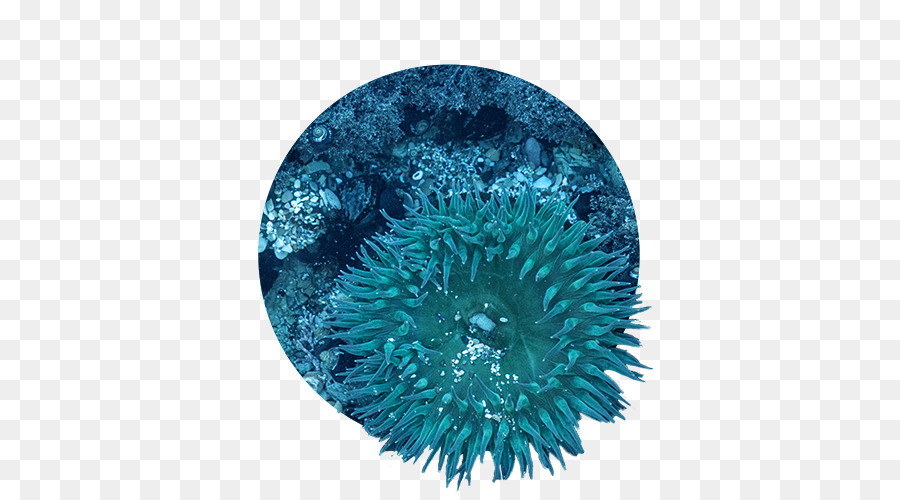 Arrecife De Coral，La Gran Barrera De Coral PNG