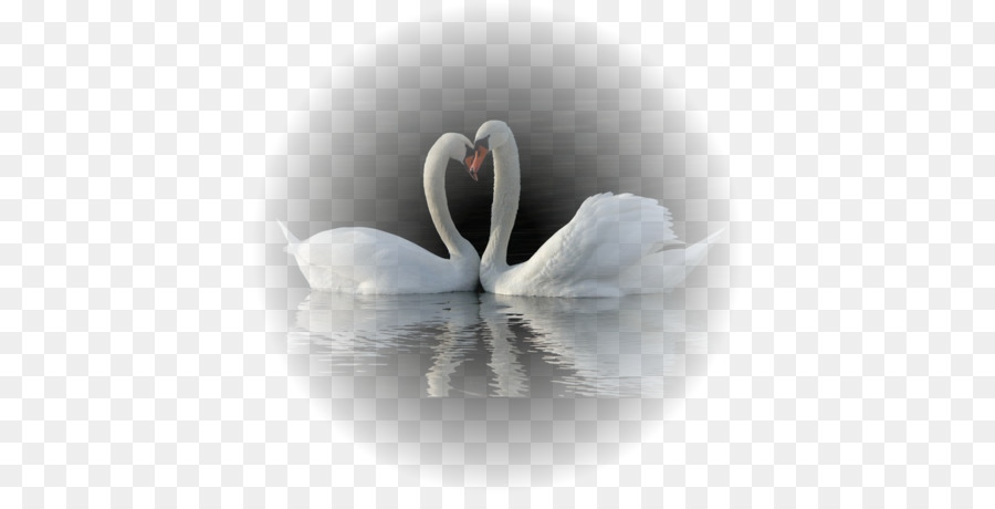 Cisnes，Agua PNG