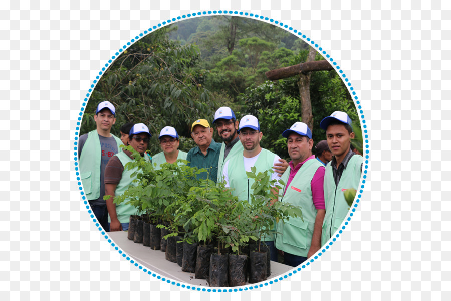 Árbol，Recreación PNG