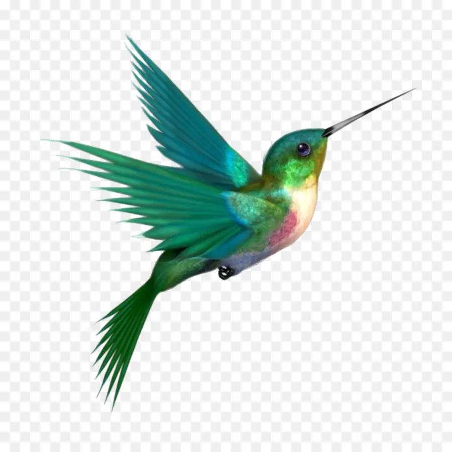 Colibrí，Vuelo PNG