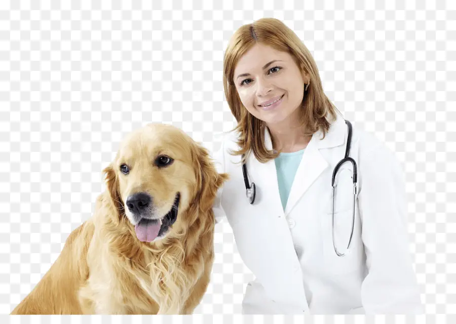 Veterinario，La Medicina Veterinaria PNG