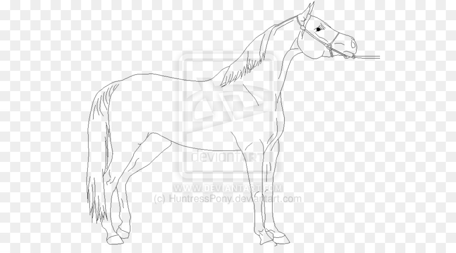 Bosquejo Del Caballo，Animal PNG