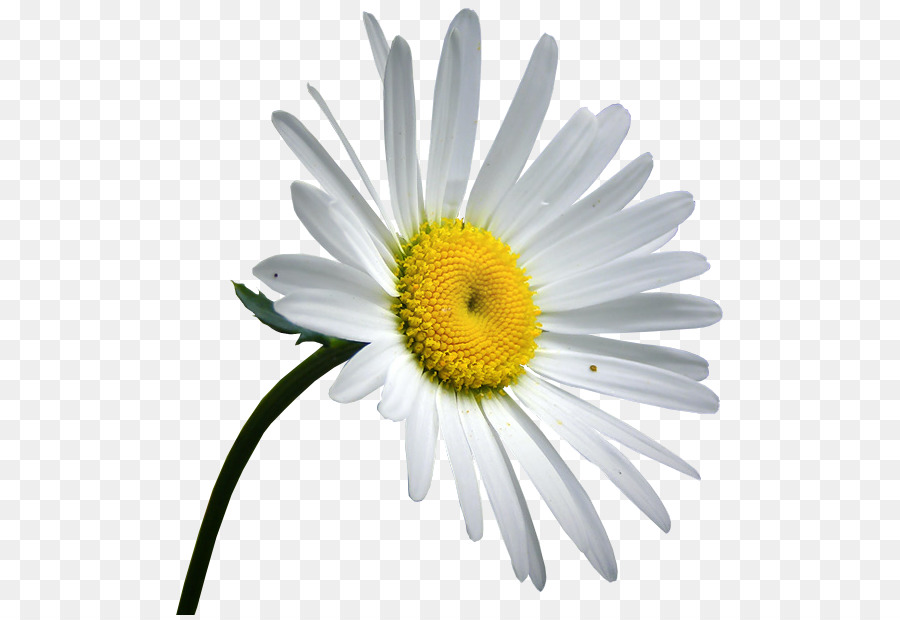 Flores Blancas，Florecer PNG