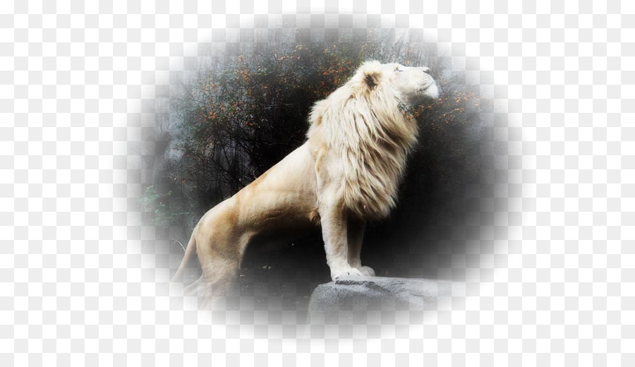 León，León Blanco PNG