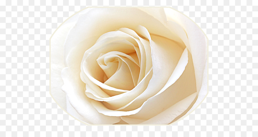 Rosa Blanca，Floración PNG