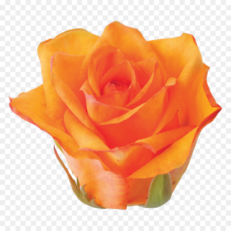 Rosas De Jardín，Rosa De Repollo PNG