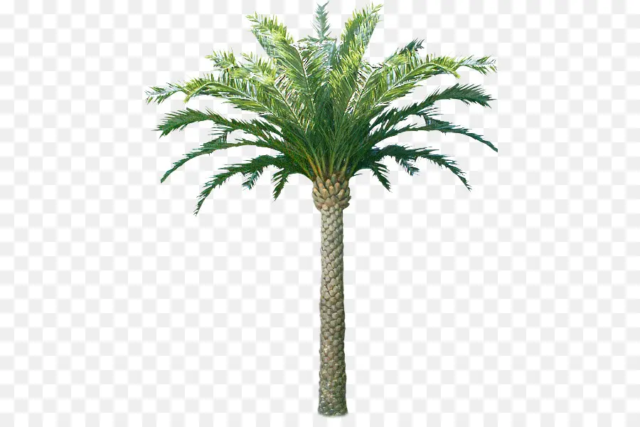 Arecaceae，Coco PNG