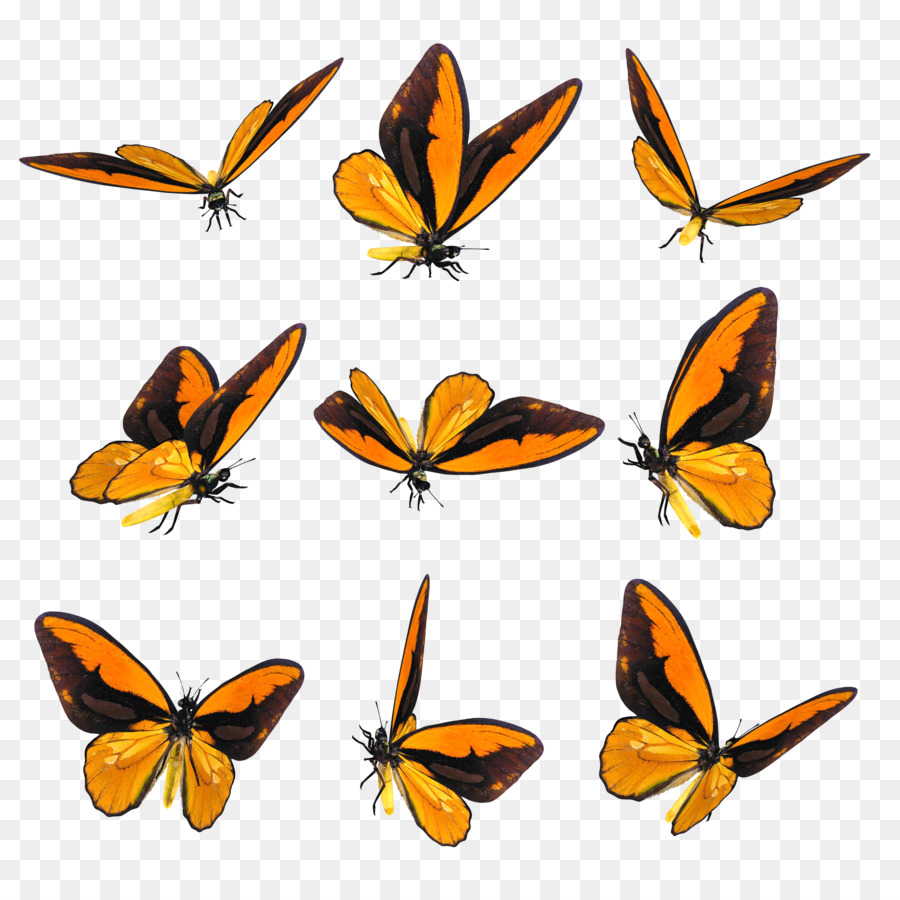 Mariposa，Dibujo PNG