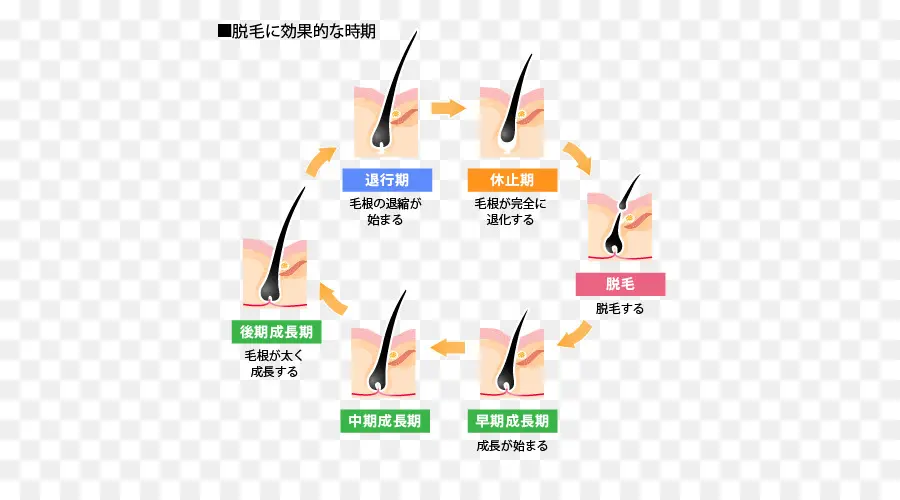 Ciclo De Crecimiento Del Cabello，Cabello PNG