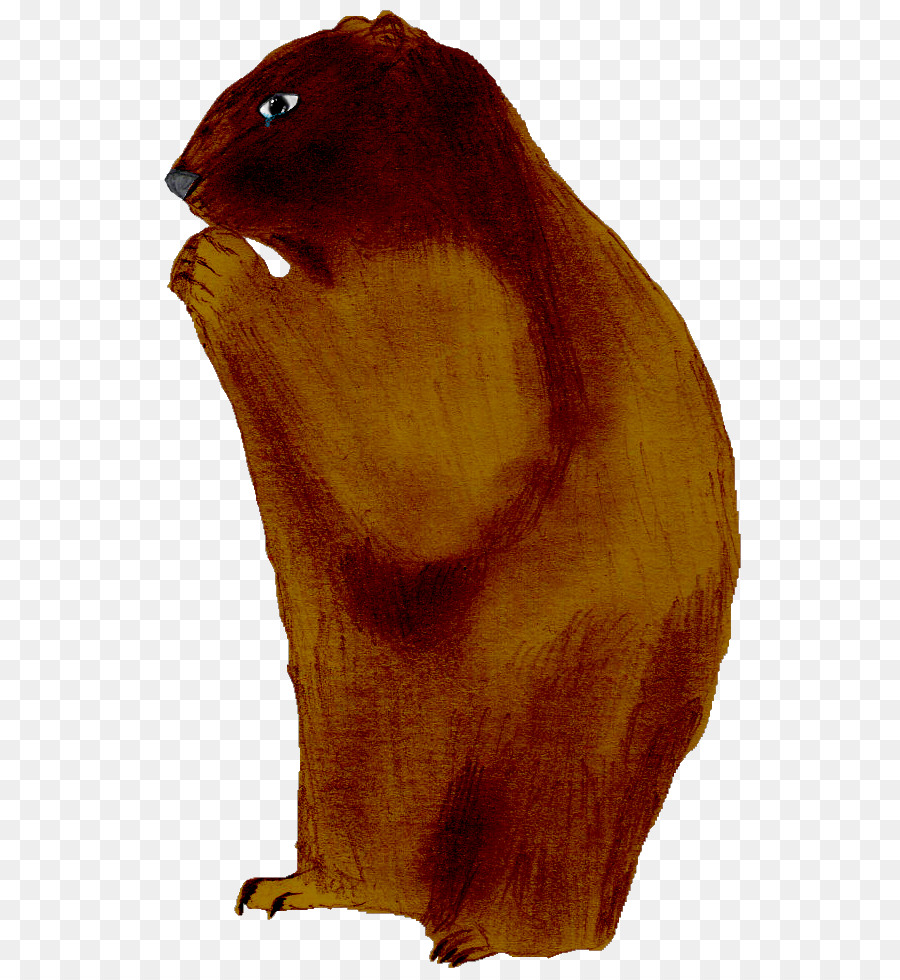 Castor，Marmot PNG