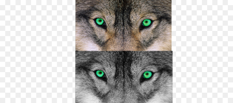 Saarloos Lobo，Perro Lobo Checoslovaco PNG