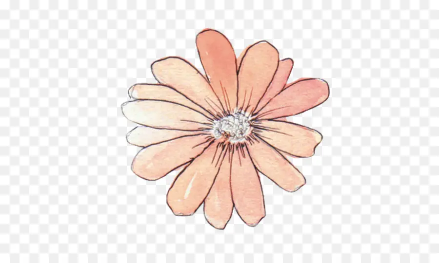 Dibujo De Flores，Naranja PNG