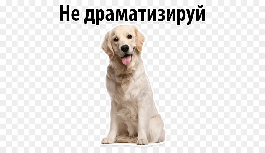 Golden Retriever，Figurilla PNG