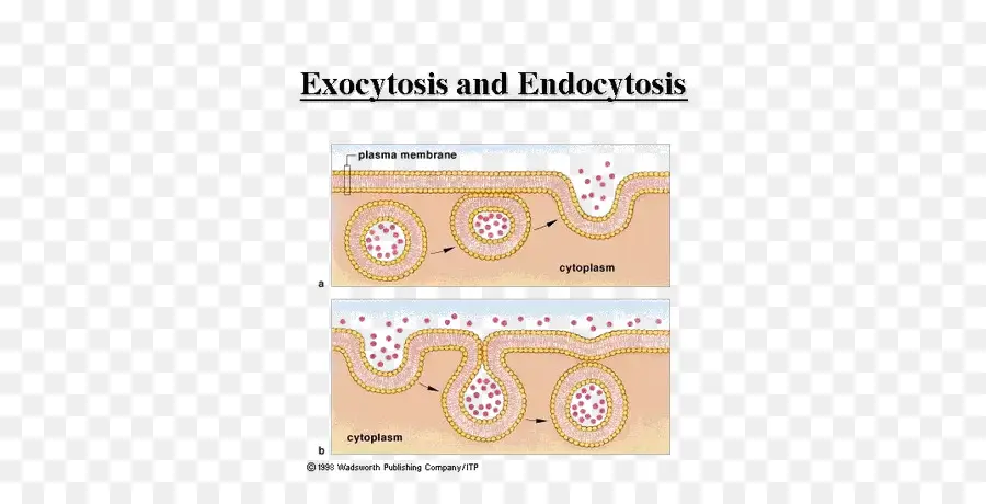 Exocitosis Y Endocitosis，Celúla PNG