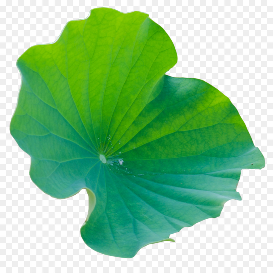 Hoja，Verde PNG