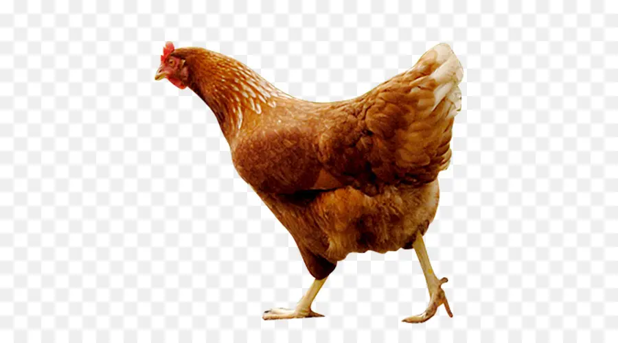 Gallo，Pollo PNG