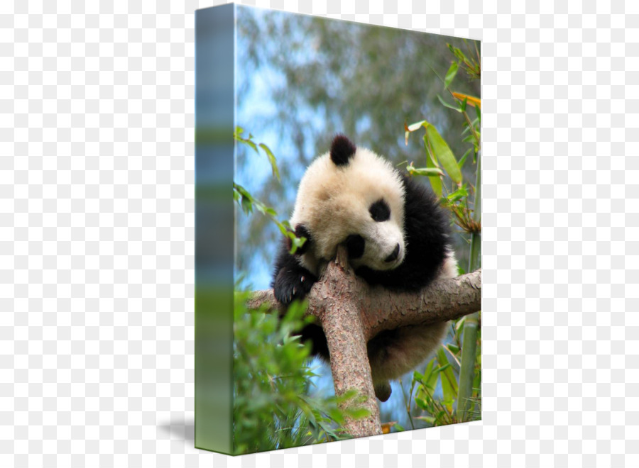 El Panda Gigante，El Panda Rojo PNG