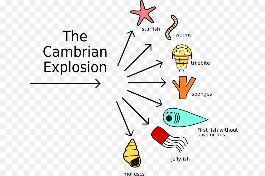 Explosión Cámbrica，Evolución PNG