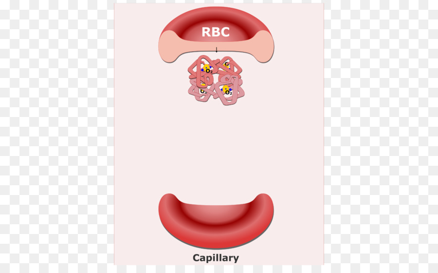 Glóbulo Rojo，Globulo PNG
