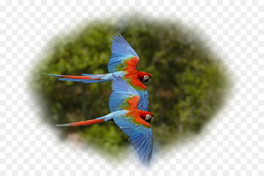 Loro，Aves PNG