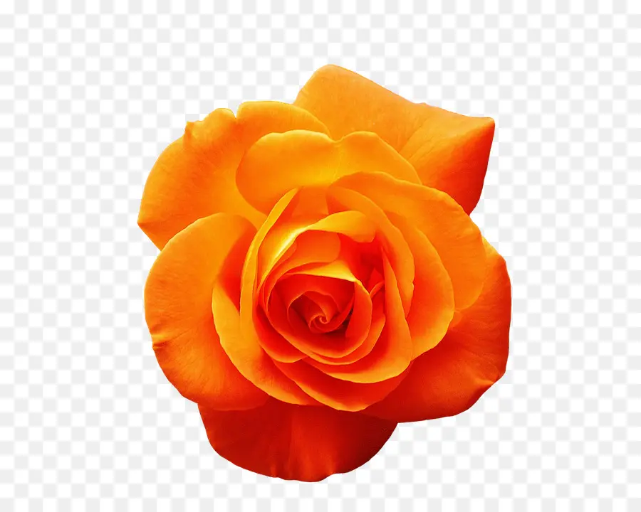 Rosa，Naranja PNG