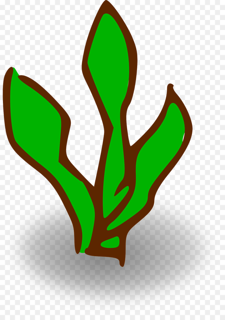 Bosque De Kelp，Algas PNG