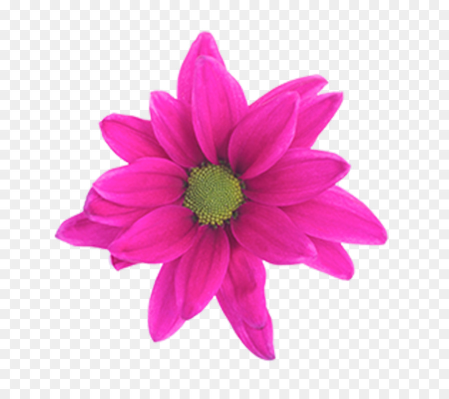 Cortar Flores，Crisantemo PNG