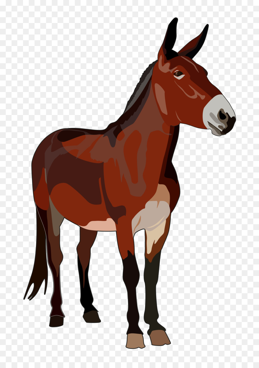 Caballo，Equino PNG