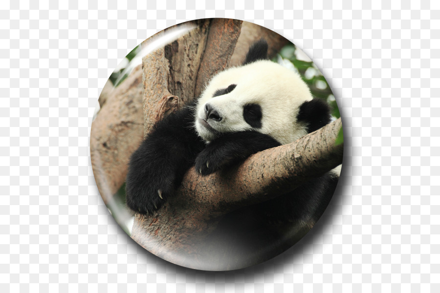 El Panda Gigante，Los Pandas PNG