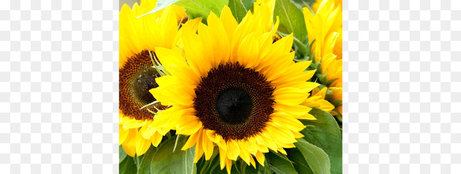 Común De Girasol，La Semilla De Girasol PNG