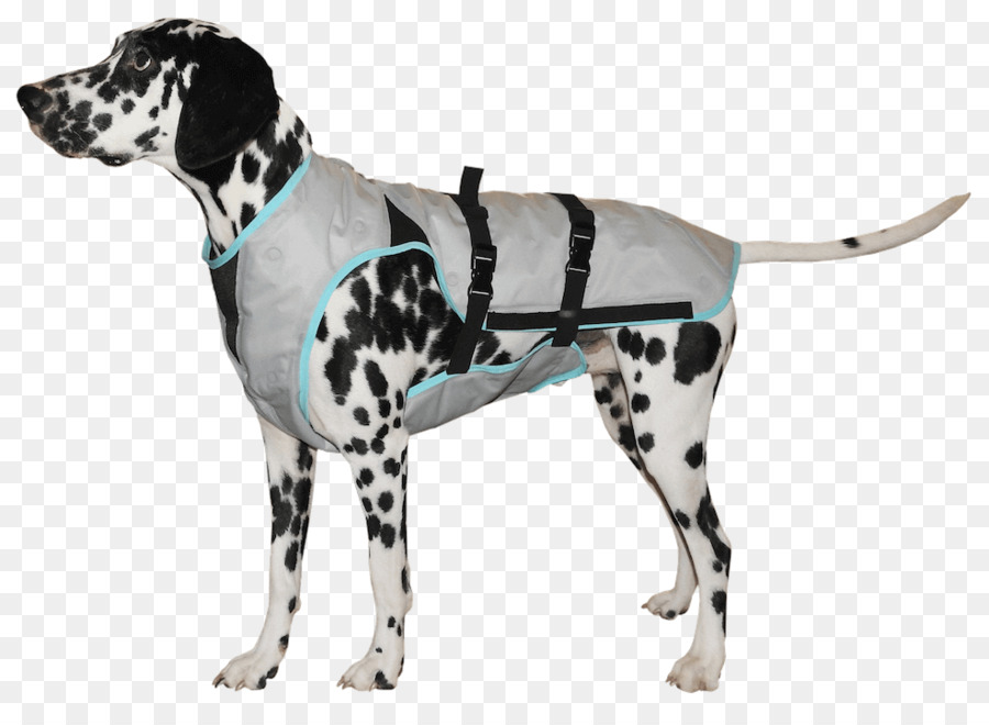 Perro，Chalecos PNG