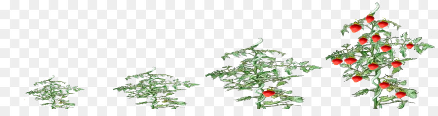 árbol De Navidad，Abeto PNG