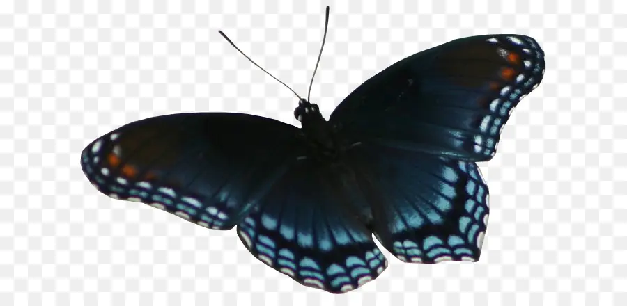 Mariposa Azul，Alas PNG