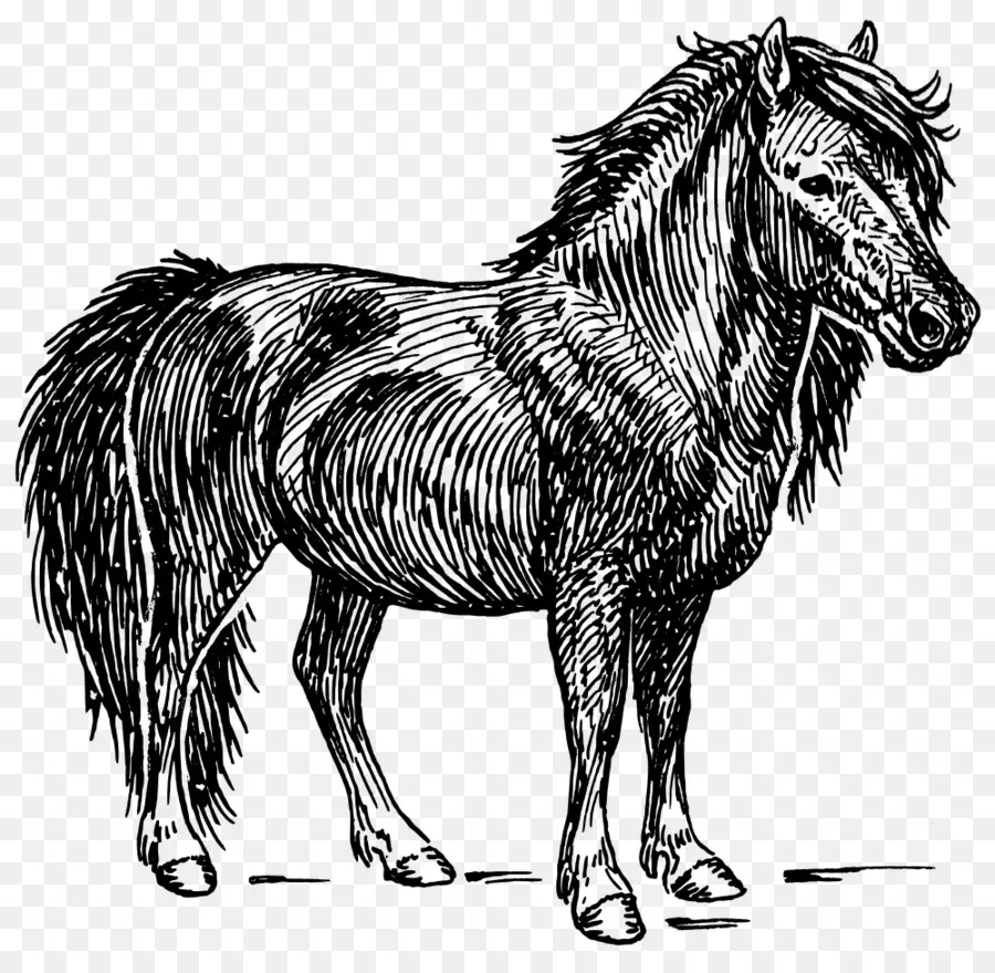 Dibujo De Caballo，Bosquejo PNG