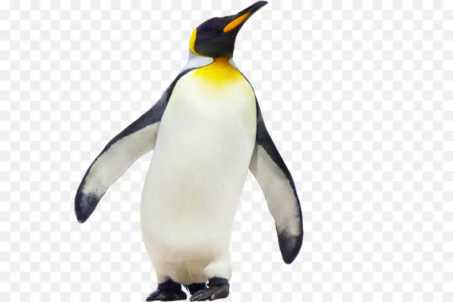 Pingüino，Los Pingüinos Emperador PNG