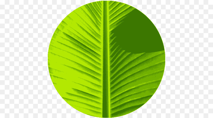 Hoja Verde，Planta PNG