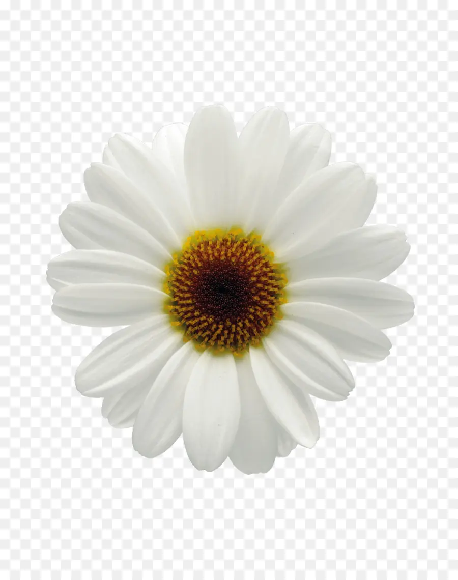 Flor，Margarita PNG