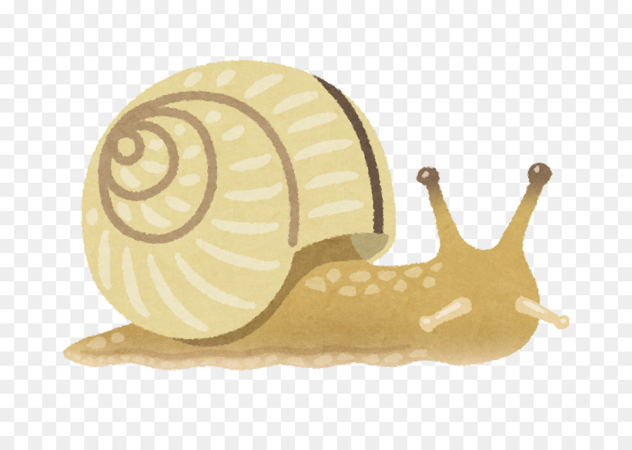 Caracol，Babosa PNG