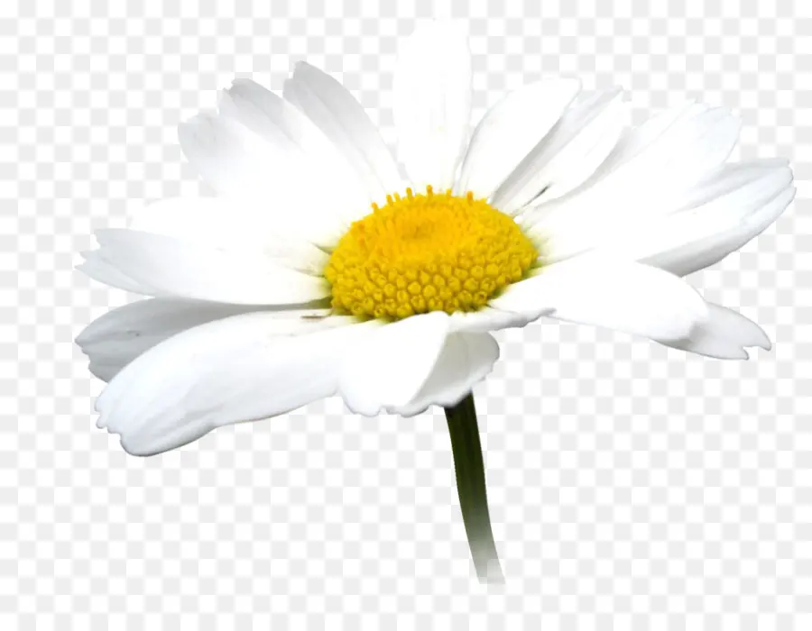 Común Daisy，Margarita PNG