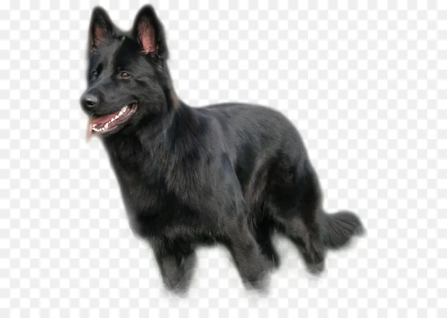 Shiloh Shepherd Dog，Tervurín PNG