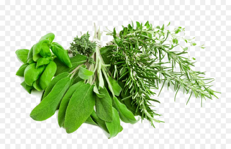 Hierba，Plantas Medicinales PNG