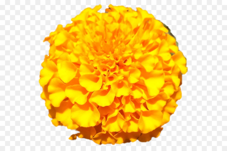 Flor，Amarillo PNG