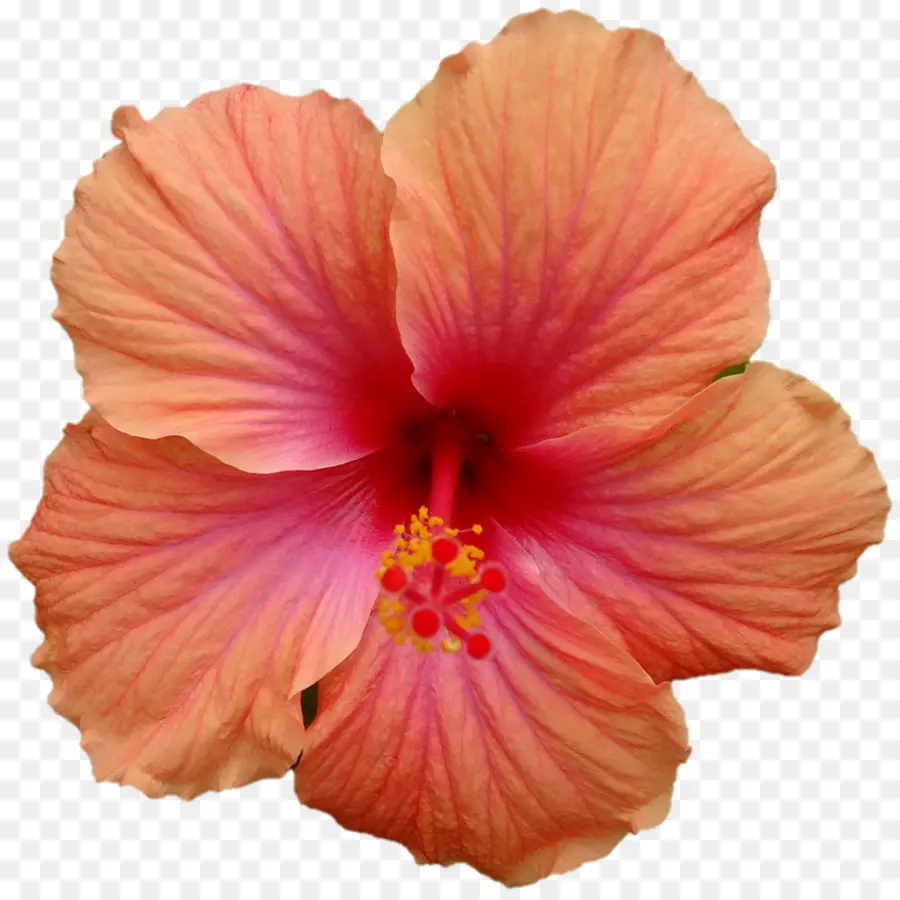 Hibisco Rosa，Pétalos PNG