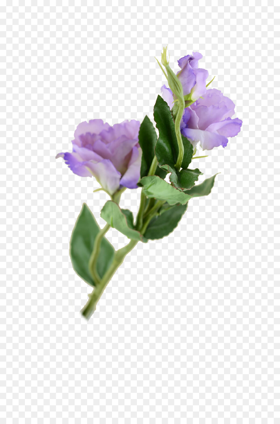 Flores Moradas，Florecer PNG