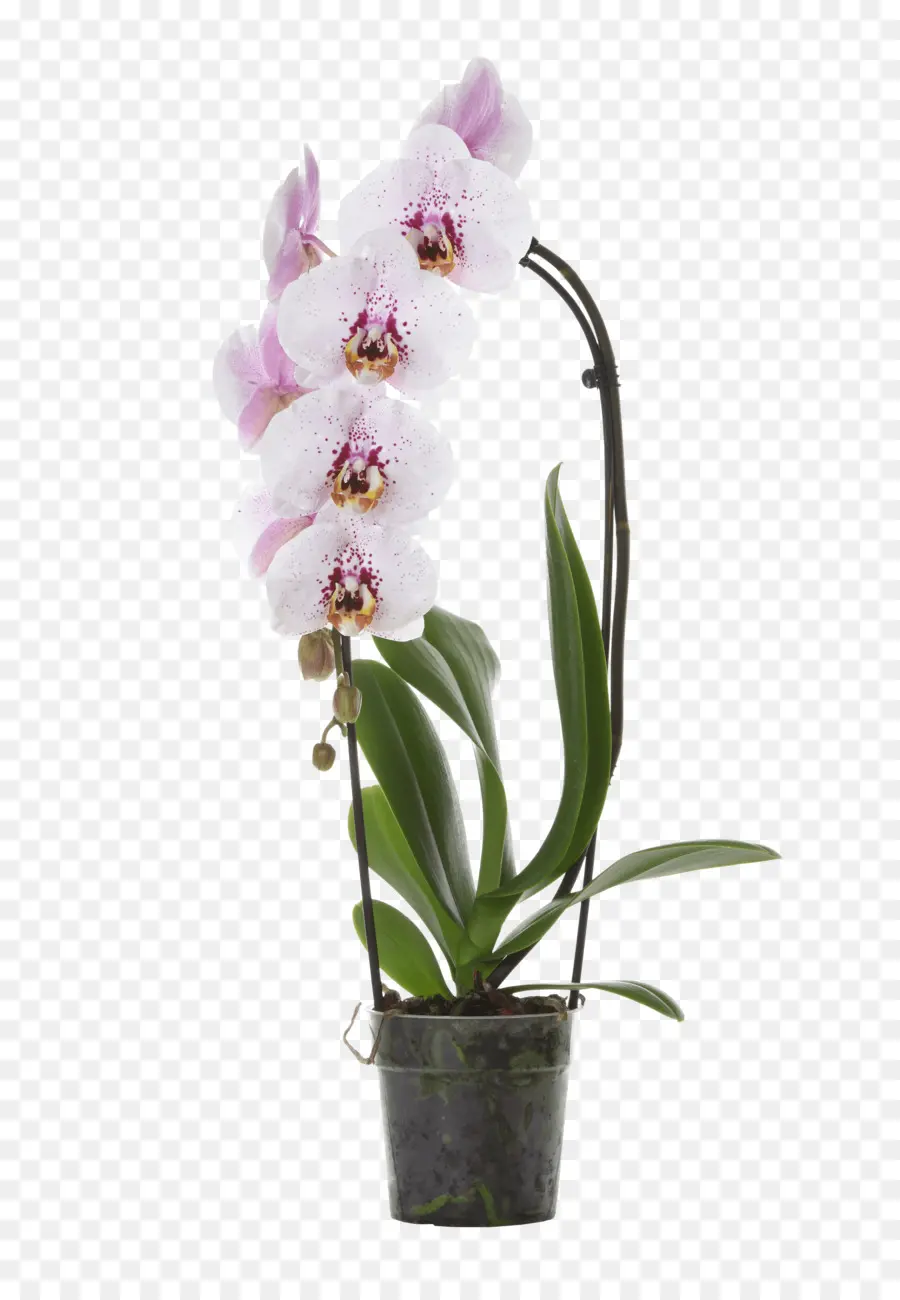 Orquídea，Flor PNG