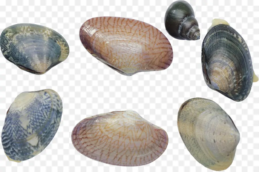 Conchas Marinas，Conchas PNG