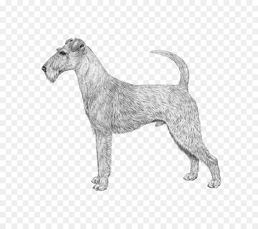 Schnauzer Miniatura，Schnauzer Estándar PNG