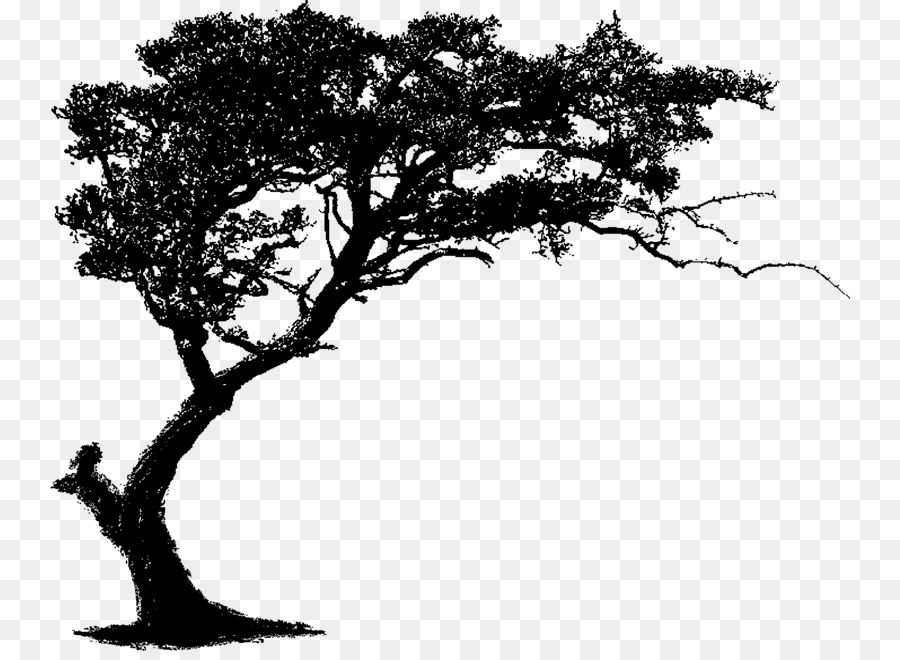 La Calcomanía De Pared，Árbol PNG